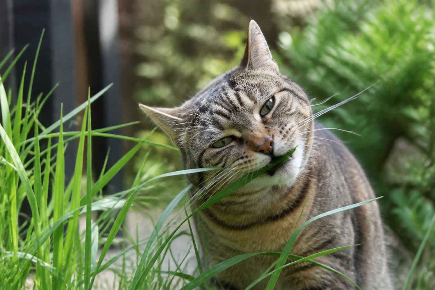 Cat chewing blades of grass in a garden, Animals Details