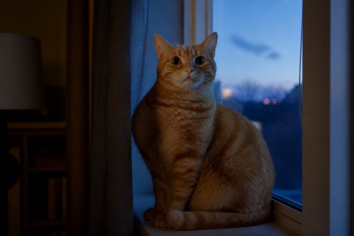 Orange tabby cat on a windowsill at dusk with wide pupils, Animals Details