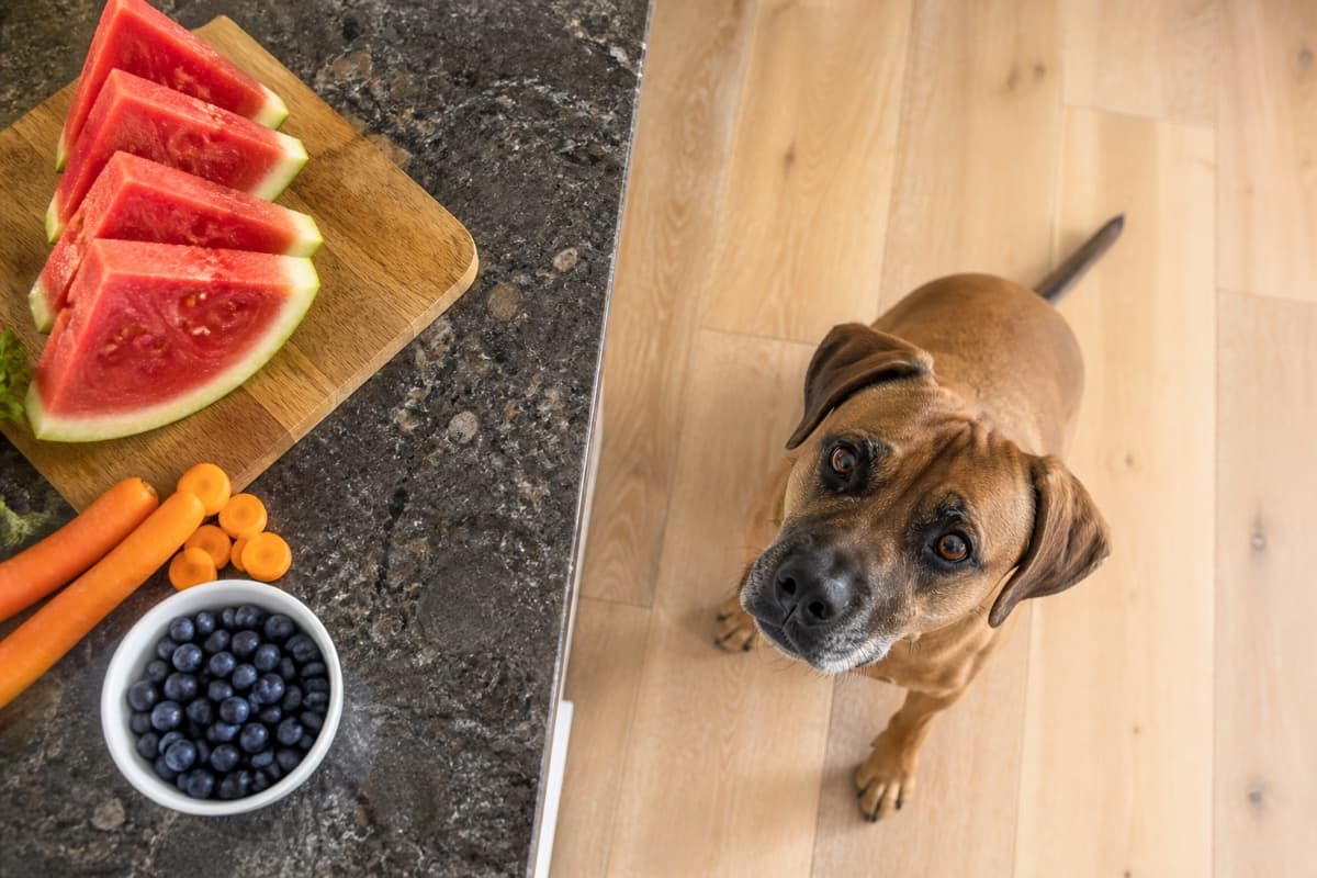 Brown dog looking at fruit and a chocolate bar on a kitchen counter, Animals Details food safety