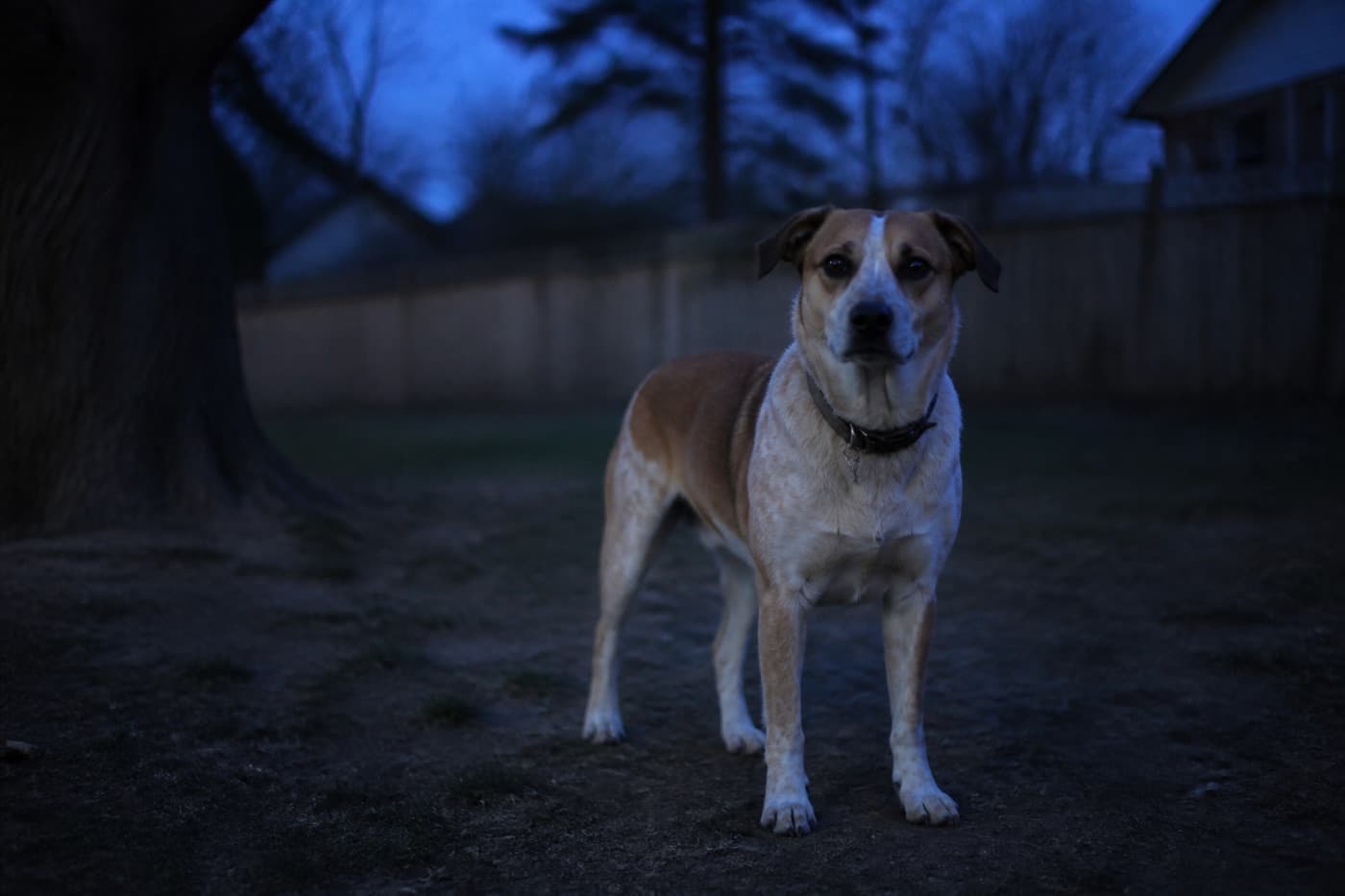 Dog walking outdoors at dusk under soft light, Animals Details