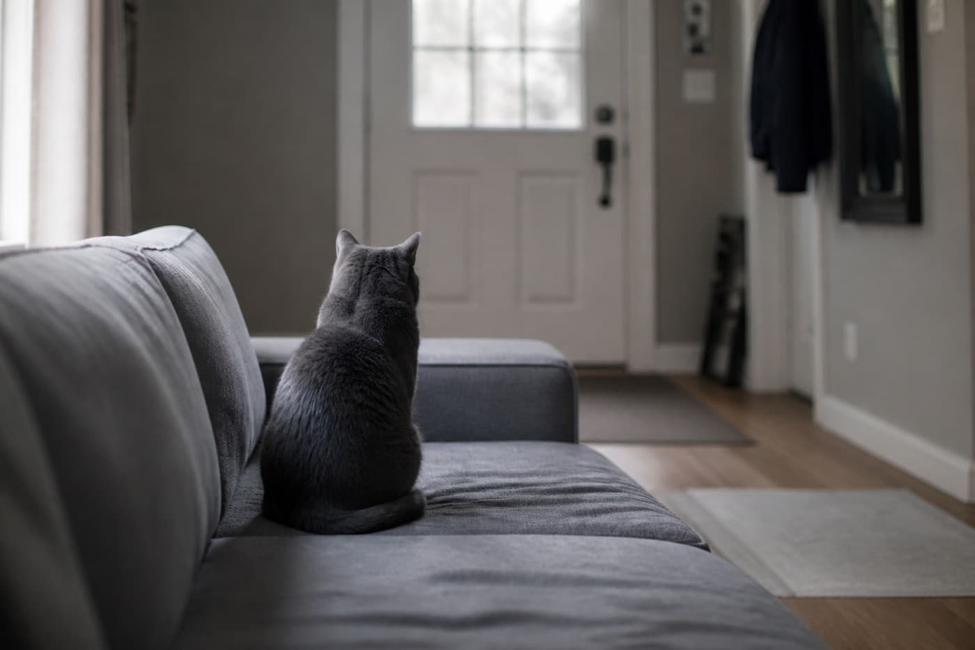 Single cat sitting by a closed front door, Animals Details