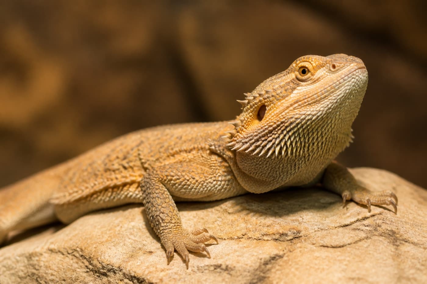 Inland bearded dragon basking on a rock, Animals Details reptile lifespan