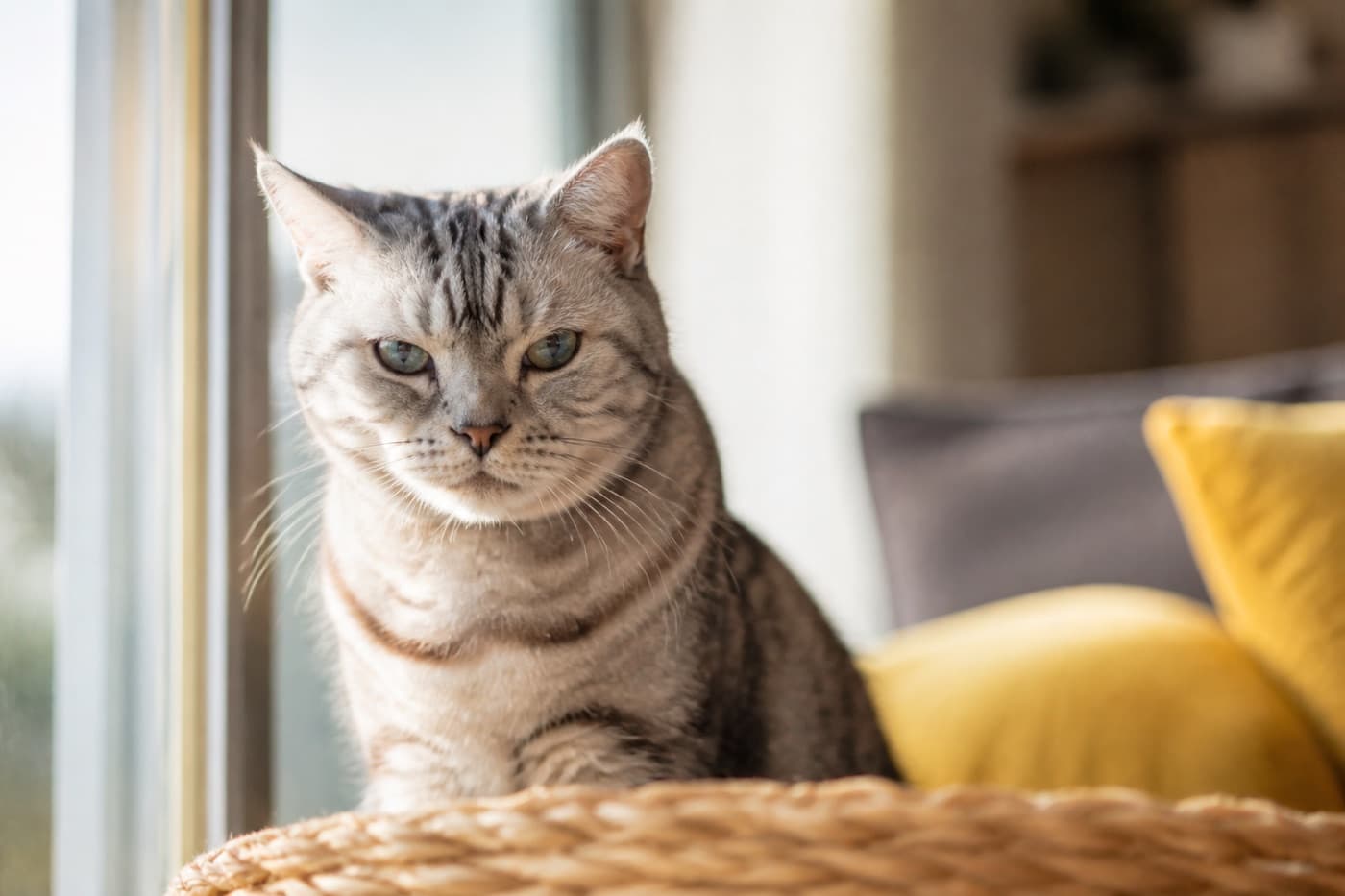 Senior tabby cat resting on a sunny windowsill, Animals Details