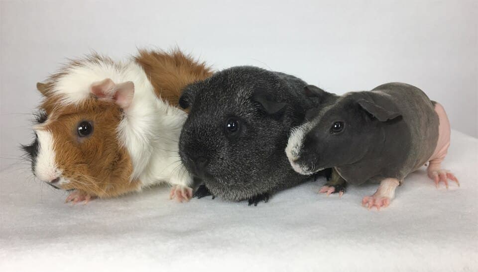 Three guinea pigs together, short-hair and rosette coats, Animals Details small-pet lifespan