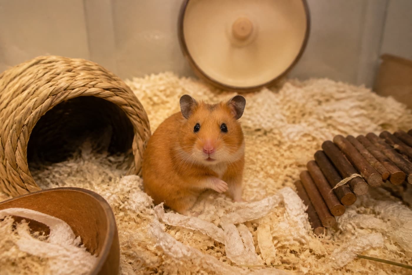 Syrian hamster sitting in bedding inside a cage, Animals Details