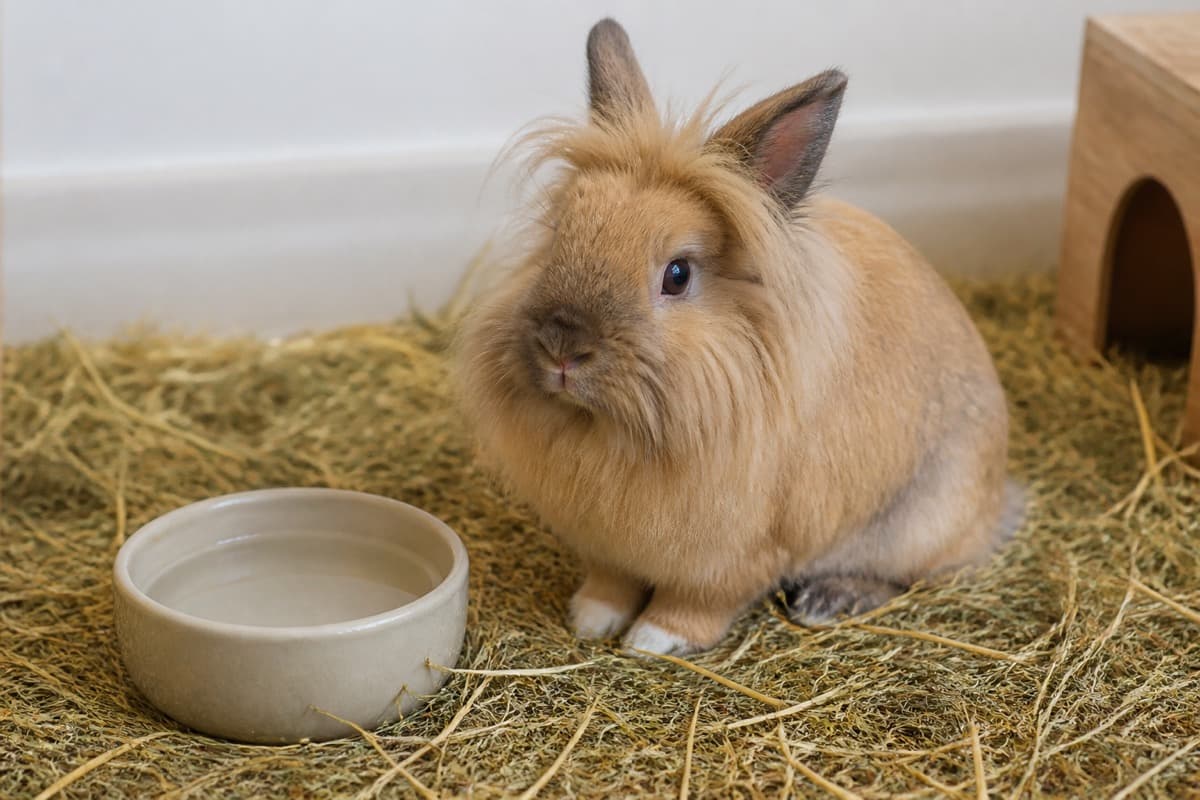 Lionhead rabbit on hay bedding in indoor light, Animals Details rabbit lifespan guide