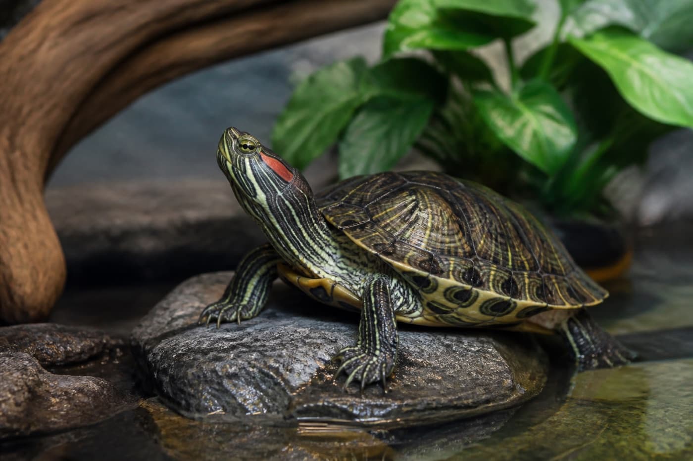 Pet turtle basking on a rock under a heat lamp, Animals Details