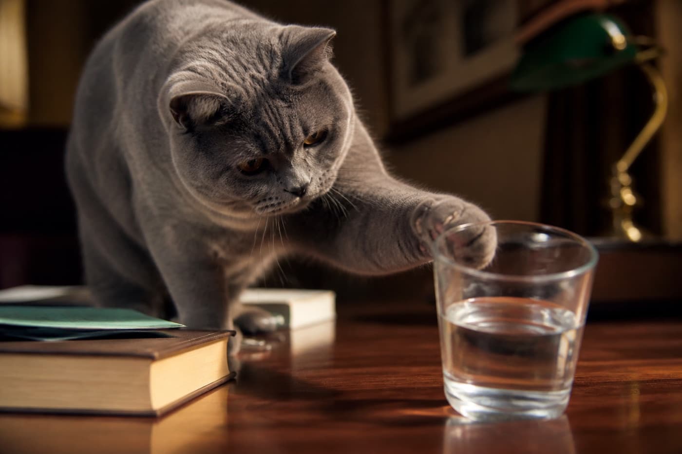 Cat pawing a cup toward the edge of a table, Animals Details