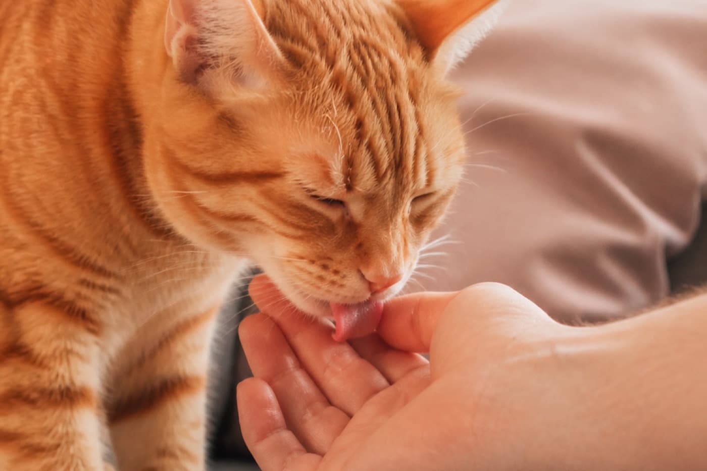 Orange tabby cat licking a person’s hand on a sofa, Animals Details