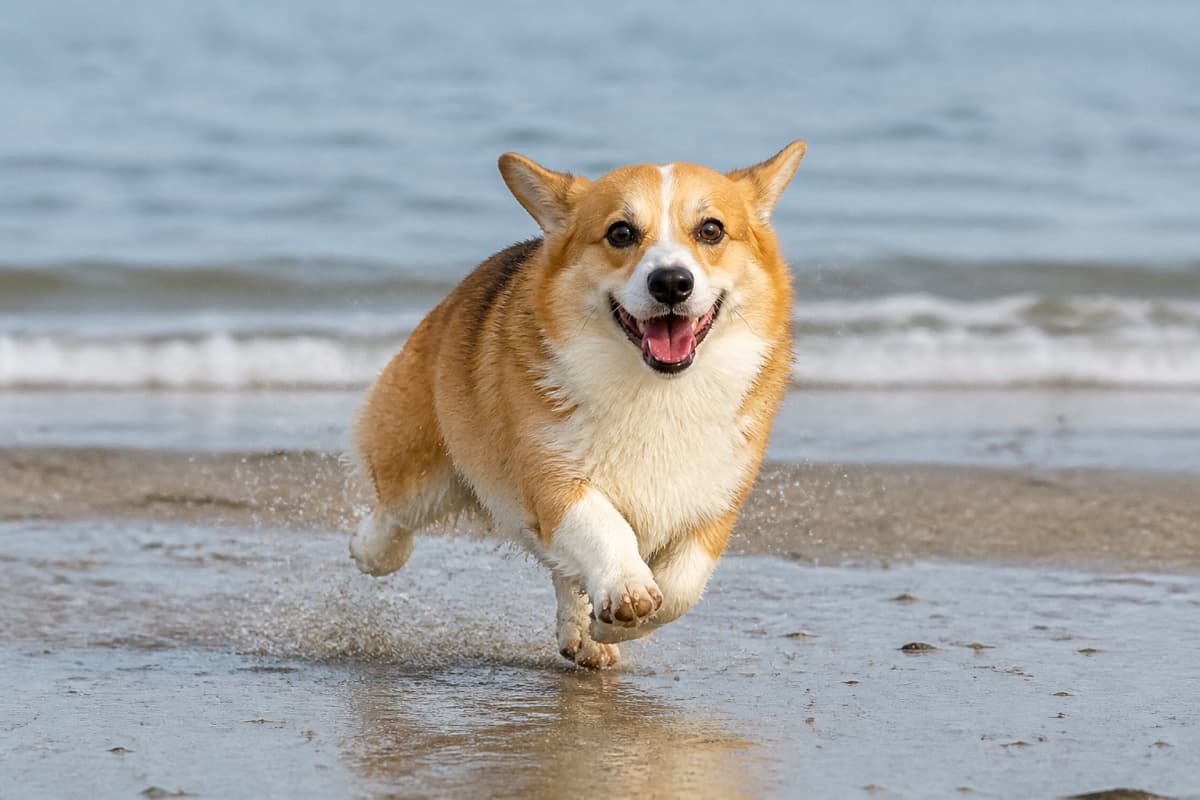 Corgi running on a wet beach in bright daylight, Animals Details dog behavior guide