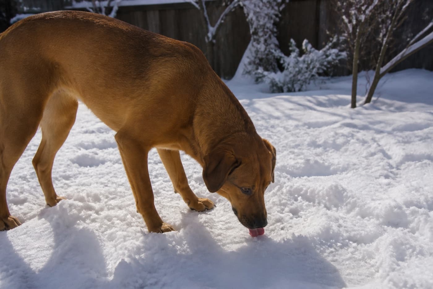 Dog sniffing and licking fresh snow in a yard, Animals Details