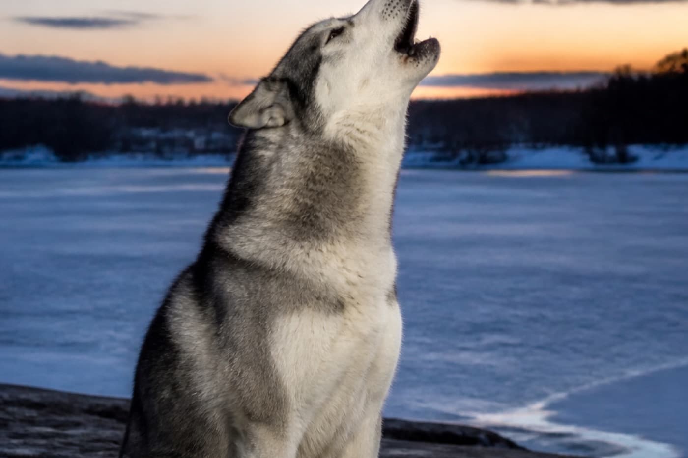 Siberian husky outdoors at dusk with mouth open, Animals Details dog howling guide