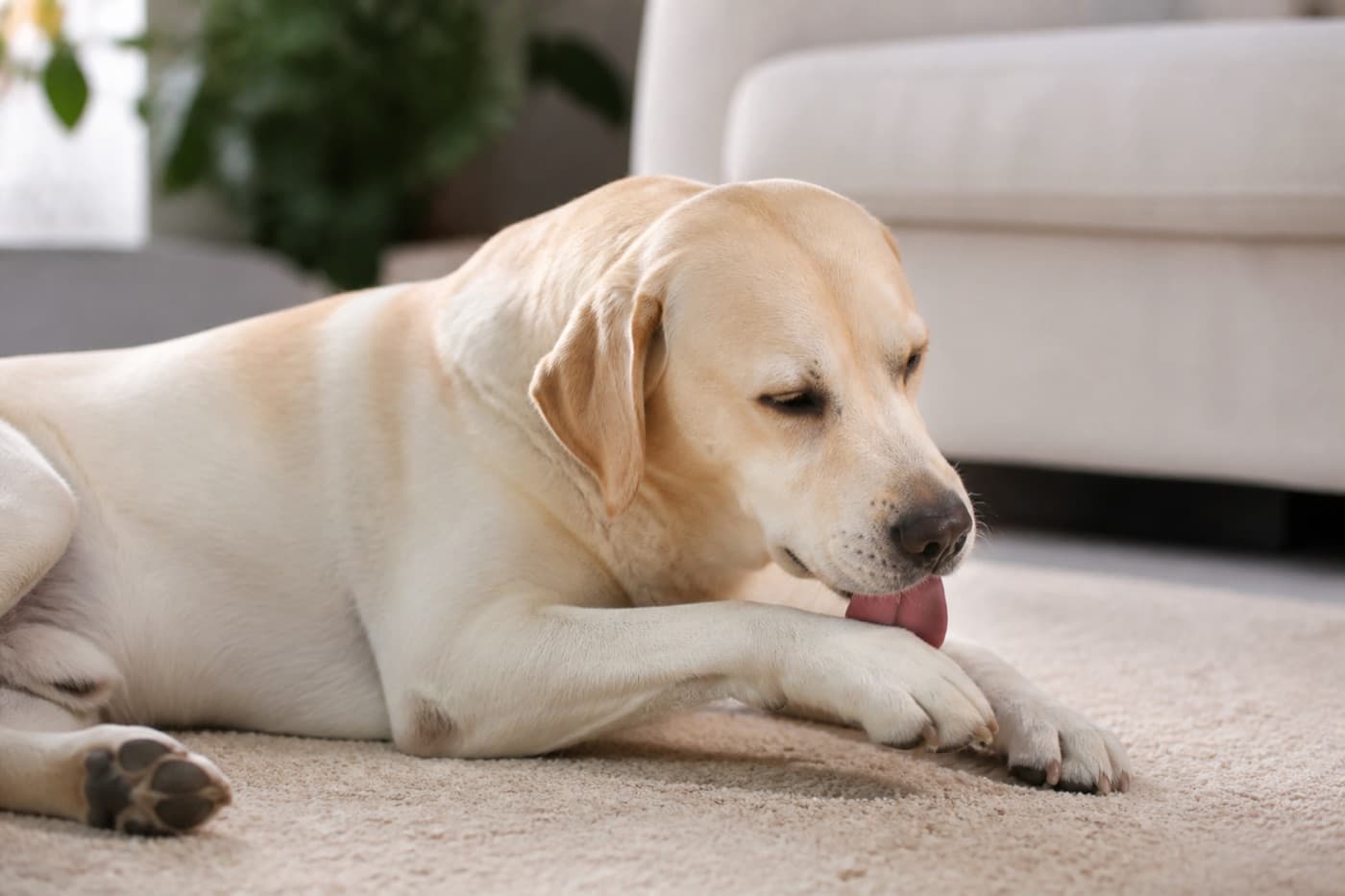 Cream-colored dog licking a front paw on a beige rug, Animals Details