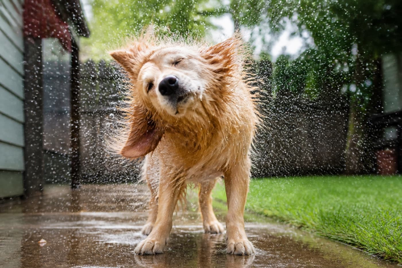 Wet dog shaking water from its coat outdoors, Animals Details