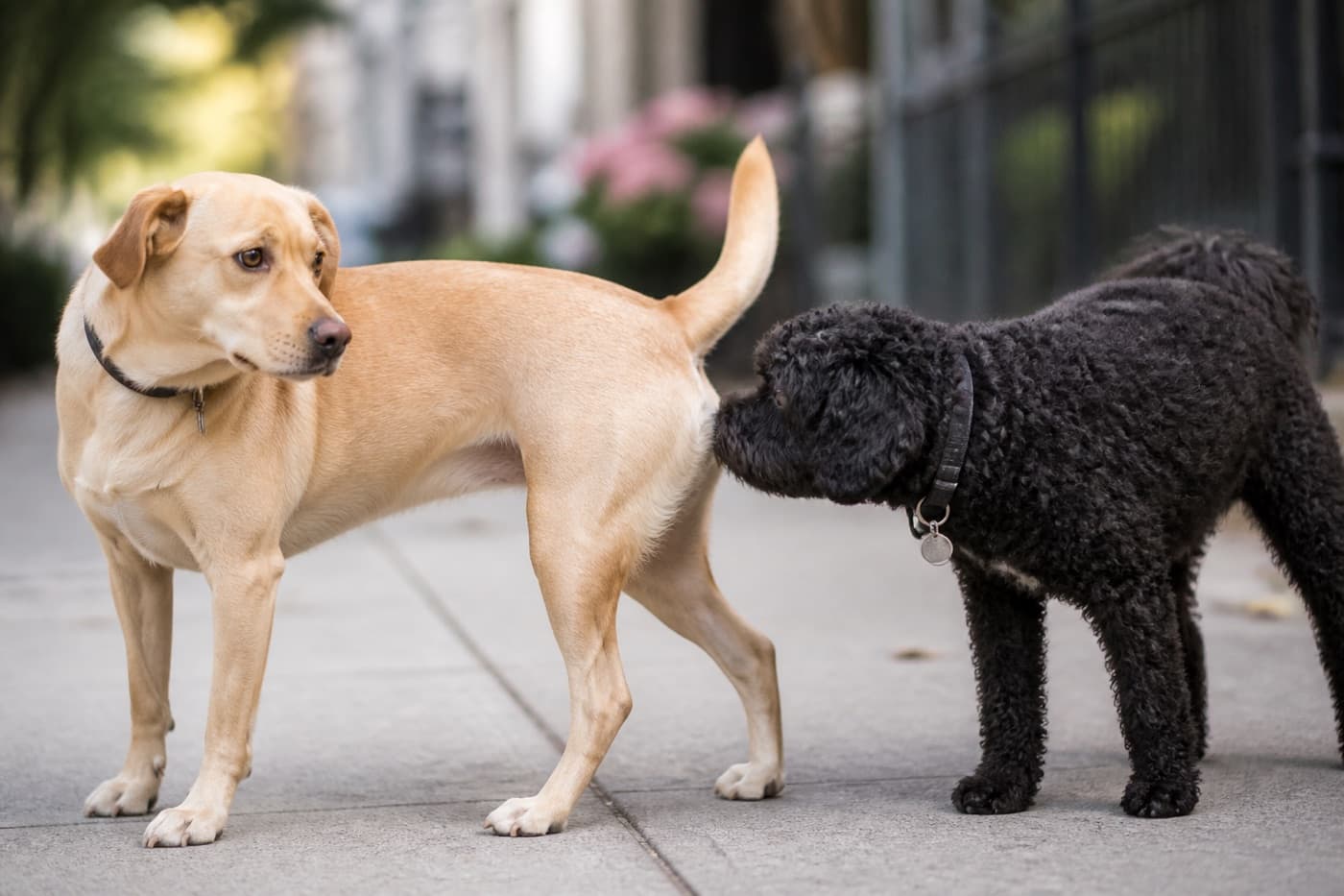 Two dogs greeting each other outdoors, Animals Details