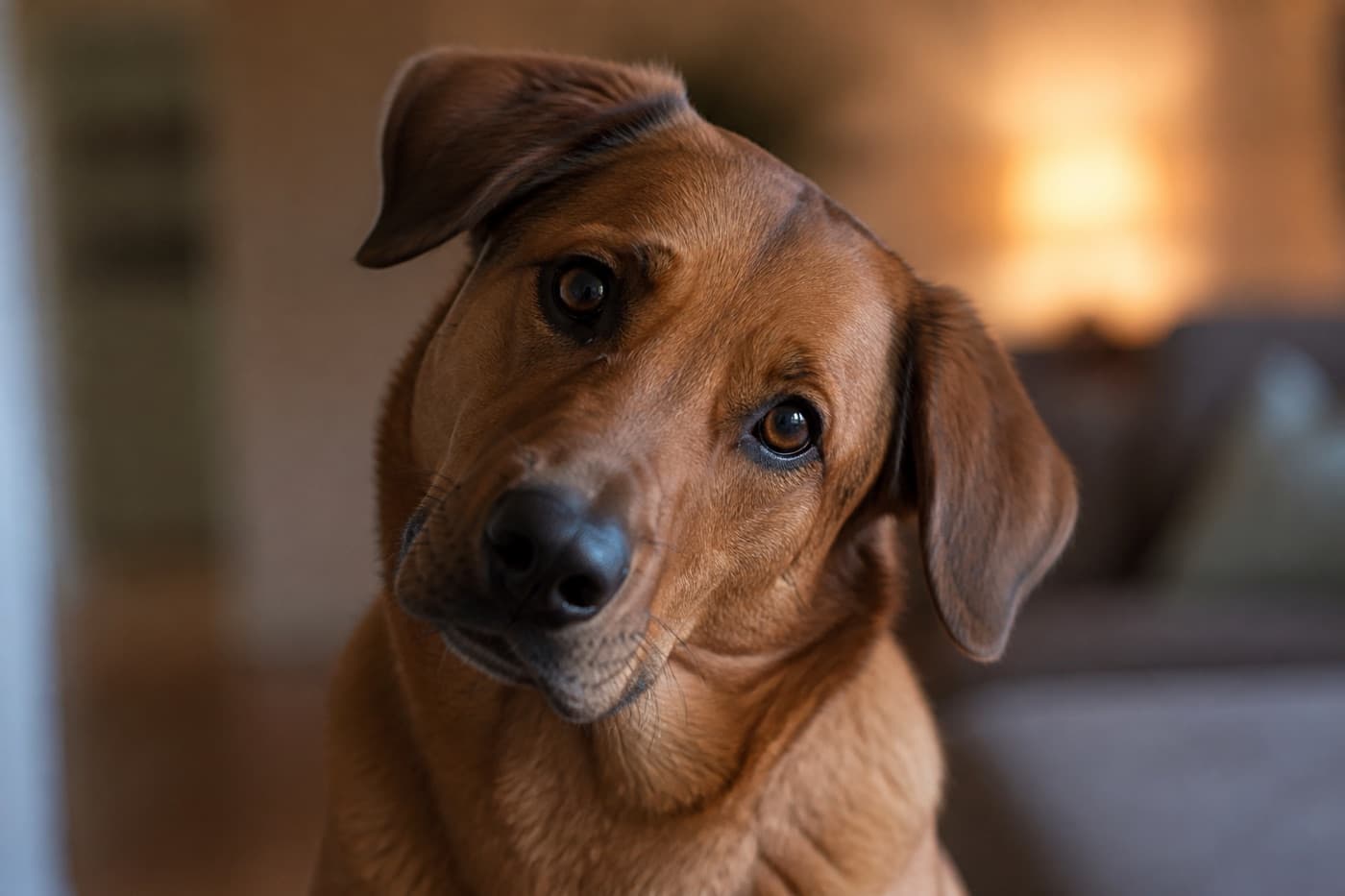 Dog tilting its head while listening to a person, Animals Details