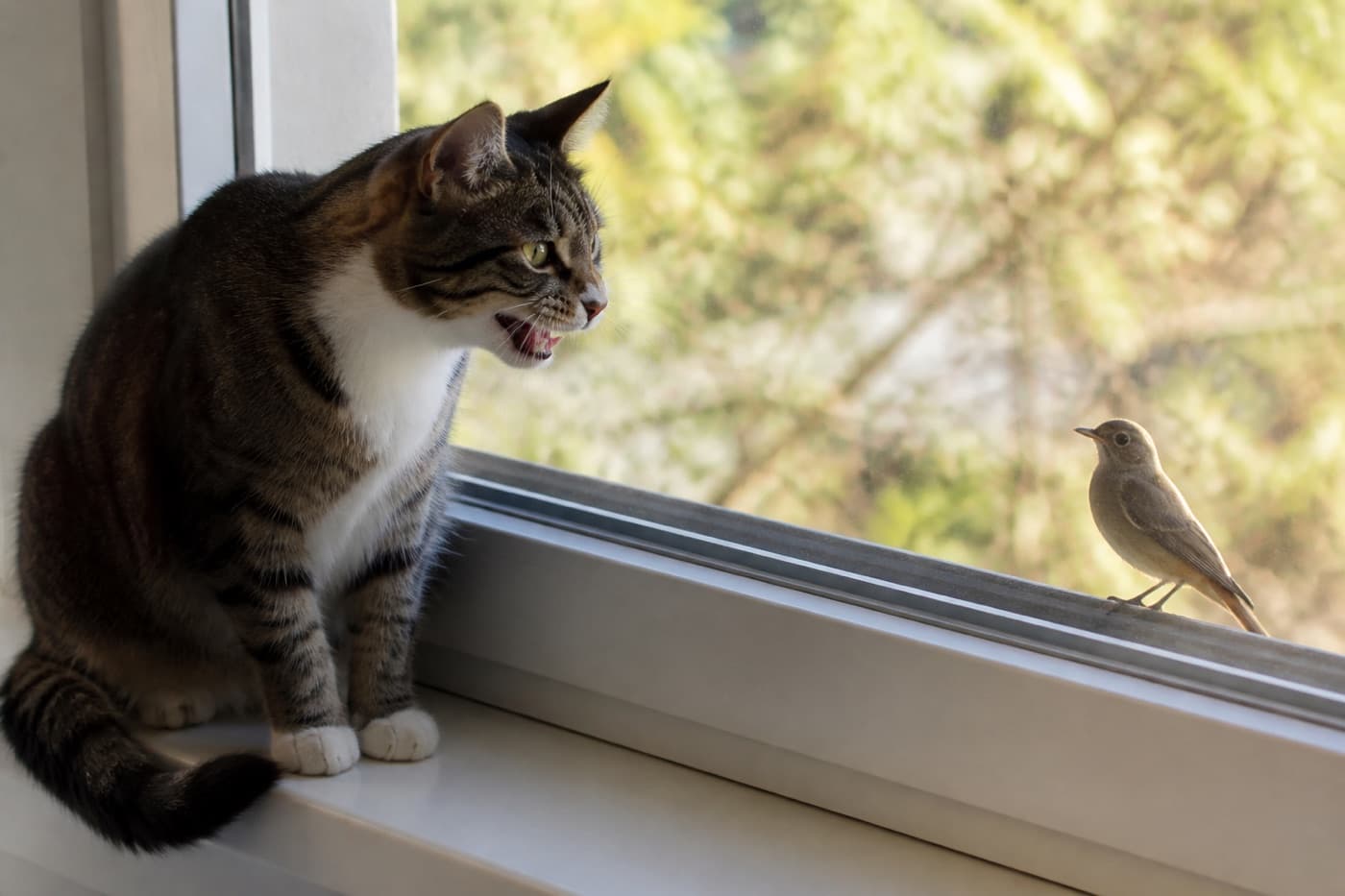 Cat chattering at birds through a window, Animals Details